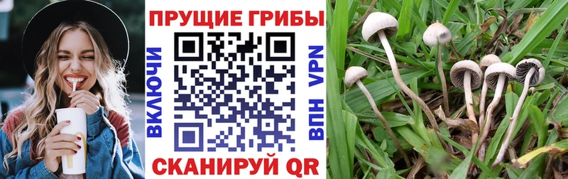Галлюциногенные грибы Psilocybe  кракен сайт  Нефтекамск  закладки 